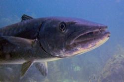 This barracuda was at least 5 feet long. Taken at Key Lar... by David Heidemann 